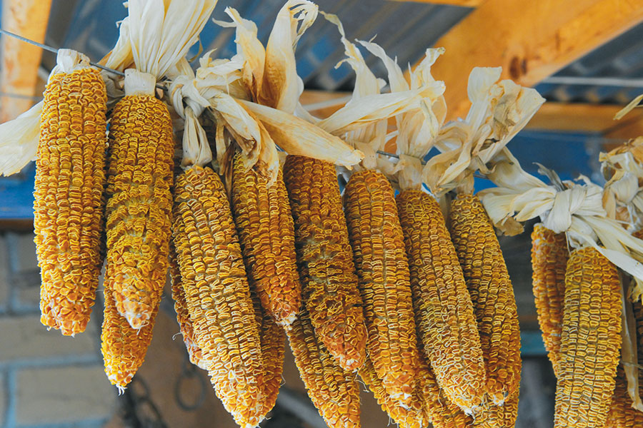 If chiles are the prom queens of New Mexican cuisine, corn is the class valedictorian.