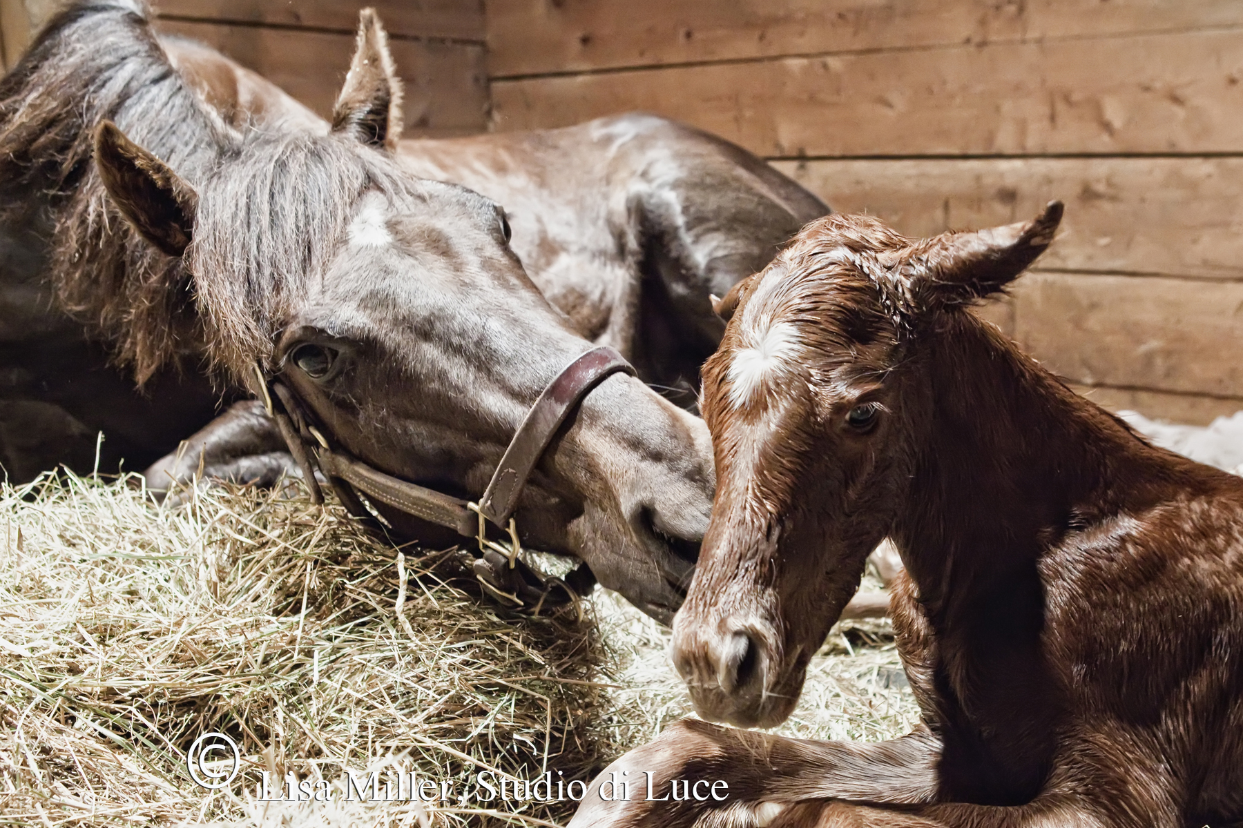 Lisa Miller has photographed more than 50 New York thoroughbred foalings.