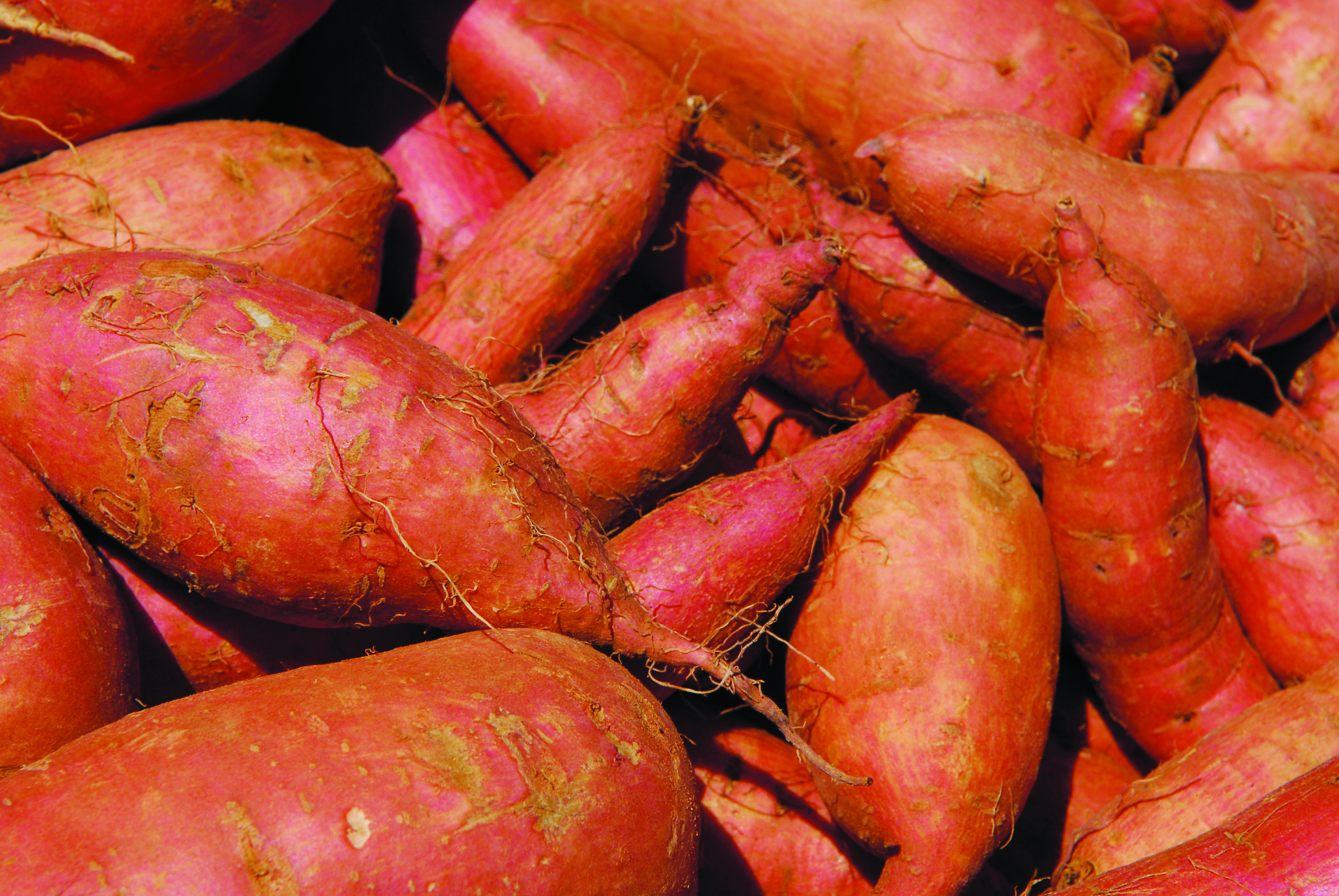 I can't imagine living without sweet potatoes. They provide the enjoyment of sweetness without the headache or the health complications.