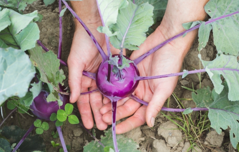 While kohlrabi has a following in the United States, its greatest popularity and demand is found in Germany, India and Eastern Europe. 