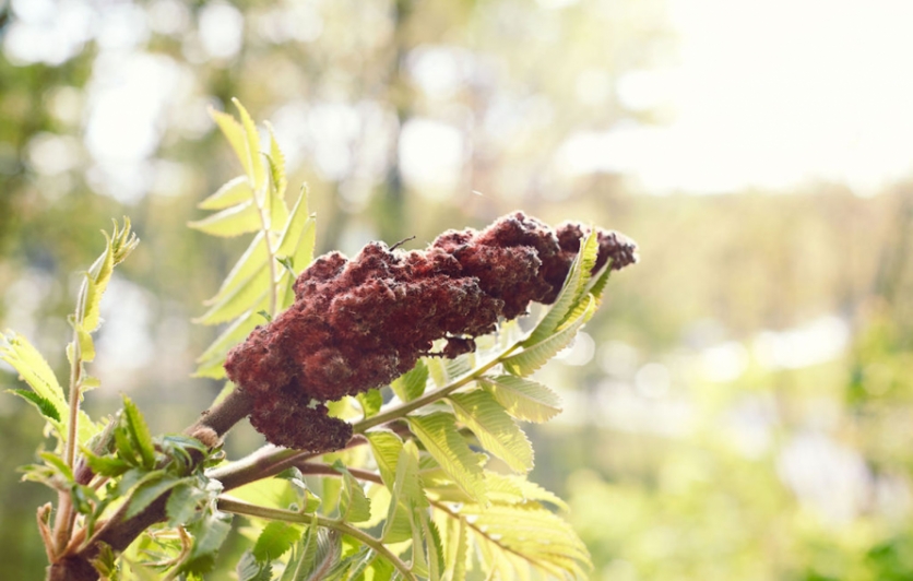 Foraging for and using sumac in your dishes at home.