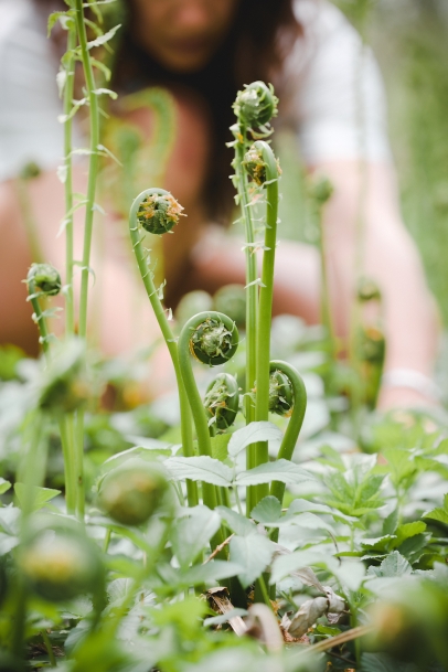 Learn about cooking with and foraging for fiddleheads