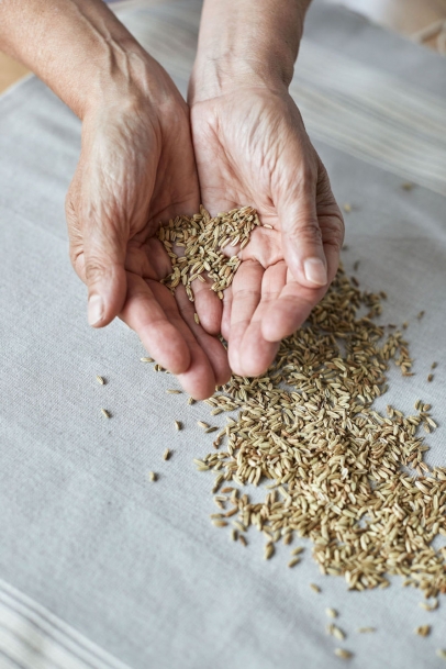 How to grow fennel and harvest its seeds.