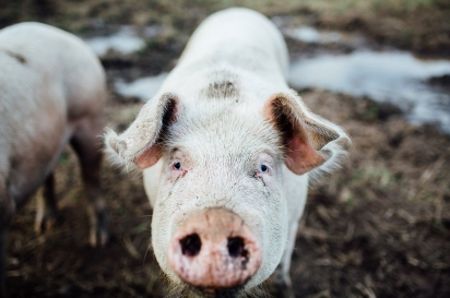 Pig at the Farm