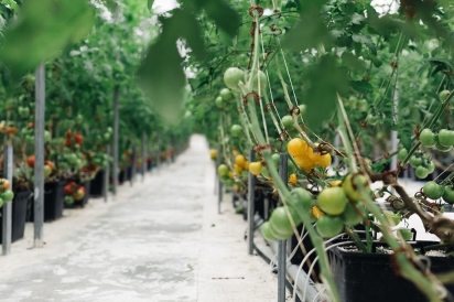 Hydroponic tomatoes growing at Shushan Valley Hydro Farm in Shushan, New York.