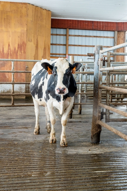 A cow farm in the Capital Region of New York serviced by the River Valley Veterinary Services.